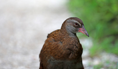 Wekaralle Rallenvogel in Neuseeland