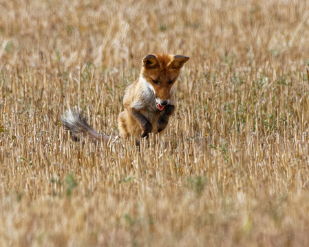 renard roux