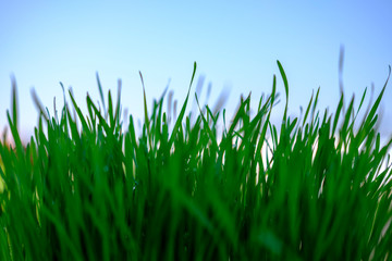 Obraz premium green grass and blue sky