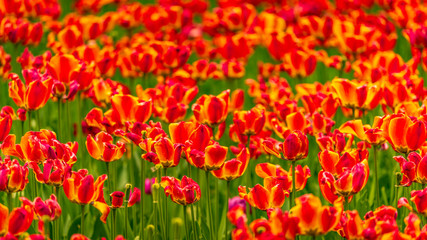 Field of red tulips