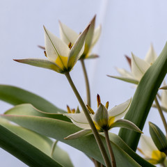 Obraz premium Historical tulip Tulipa Turkestanica