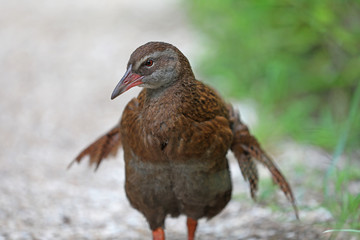 Wekaralle Rallenvogel in Neuseeland