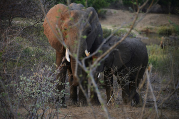 Naklejka premium Elephants just after sunrise, Kruger National Park, South Africa