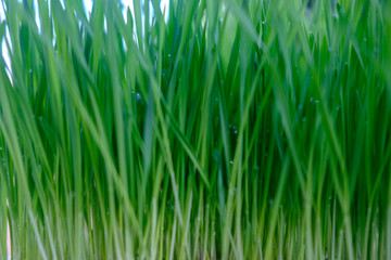 green grass with water drops