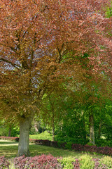 Naklejka premium Blutbuche im Park