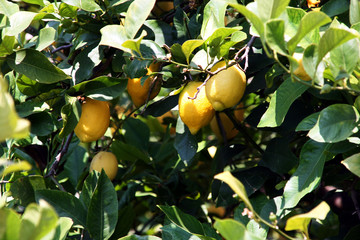 Lemon trees on the Ruta de Pedra en Seco hike (GR221), Mallorca, Spain