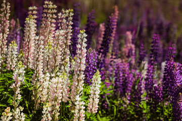 Blühende Lupinen in Neuseeland
