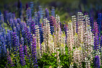 Blühende Lupinen in Neuseeland