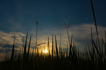 ricefarm sunset