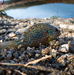 Live perch on the ground with bright scales.