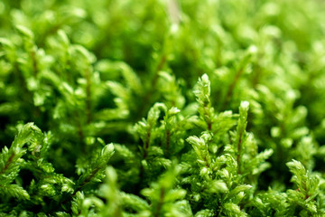 green moss texture