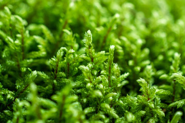 green moss texture