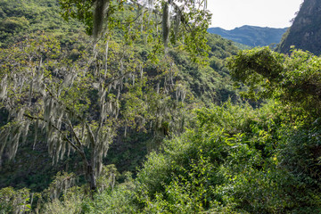 Natural background of green jungle close up with copy space. Backdrop of rainforest tree