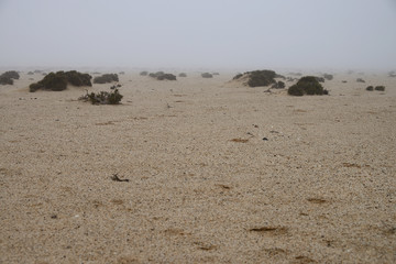 Mist in the Namib desert, Namibia