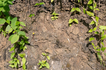 Backdrop of green plant life growth in stone. Natural background with copy space