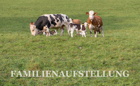 FAMILIENAUFSTELLUNG 