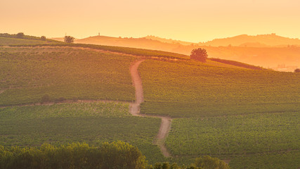 Sunset in the Italian vineyards with the hills and curved road