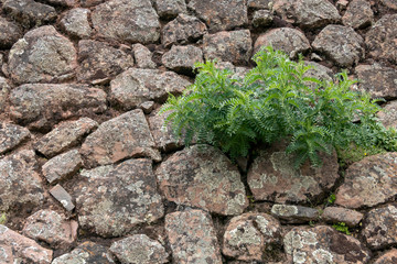 Backdrop of green plant life growth in stone. Natural background with copy space