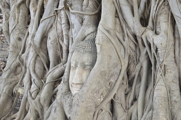 Obraz premium Head of Buddha in a tree, Ayutthaya province