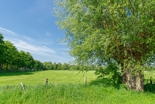 Kopfweide
