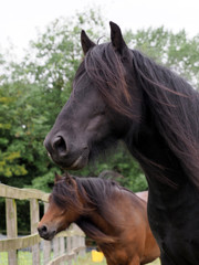 Obraz premium Two Rare Breed Ponies
