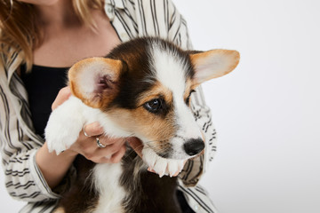 partial view of blonde girl holding welsh corgi puppy isolated on white