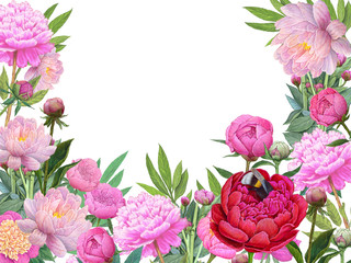 floral background ,pink and red flowers peonies. bee collects nectar .illustration for postcards