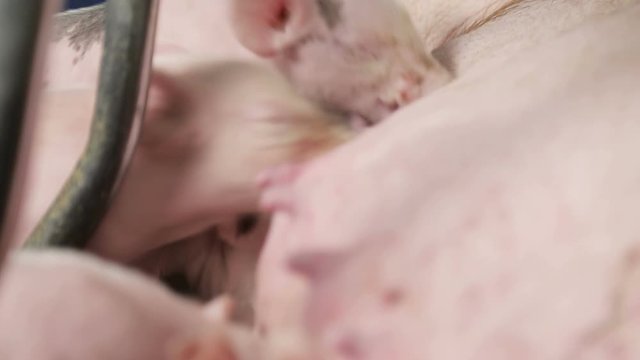 Close-up of Small pigs newborn, drinking milk from a mother pig. Sows feed small pigs