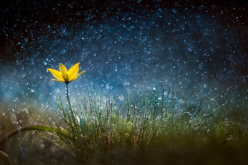 Yellow tulip on outer space background