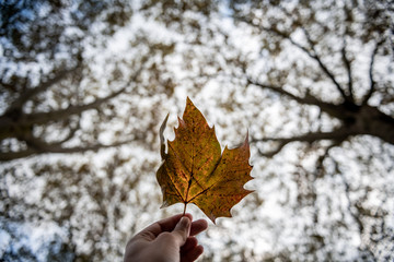 Autumn Leaf against trees.