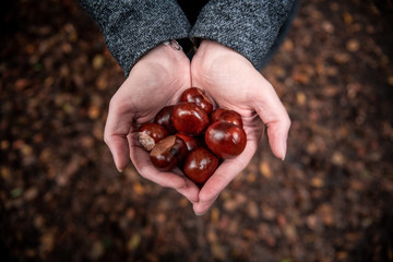 A woman holds chestnuts in her hands on a warm autumn day.