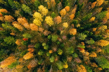 Aerial view of colored forest in autumn. Beautiful autumn forest with red, orange and yellow trees.