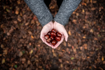 A woman holds chestnuts in her hands on a warm autumn day.