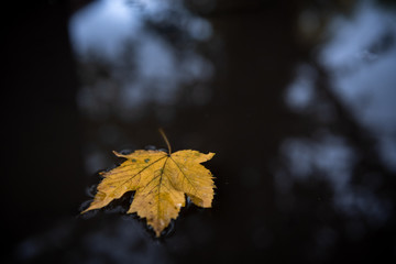 An autumn leaf lies in a puddle.