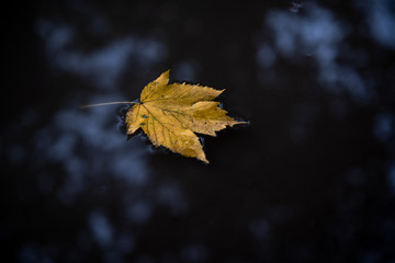 An autumn leaf lies in a puddle.