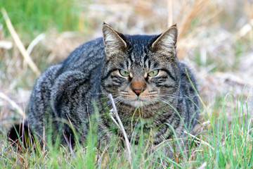 睨みつけるボス猫