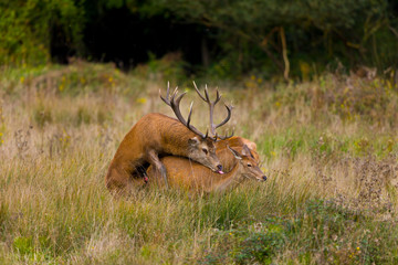 RED DEER - CIERVO COMUN (Cervus elaphus)