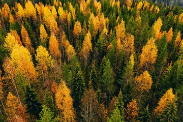 Aerial view of colored forest in autumn. Beautiful autumn forest with red, orange and yellow trees.