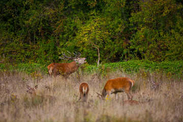Ciervo comun en otoño en la epoca de la berrea