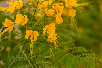 Yellow Flower - Summer