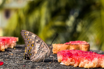 Butterfly enjoying bread jam