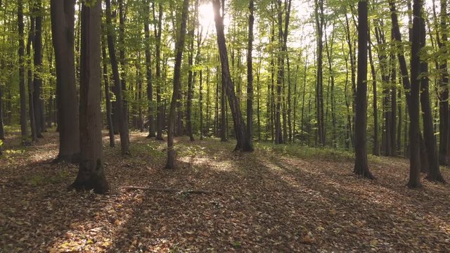 Autumn Season Fall Forest Yellow Orange Leaves