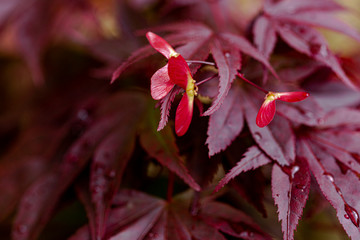 Japanese Mapple seeds