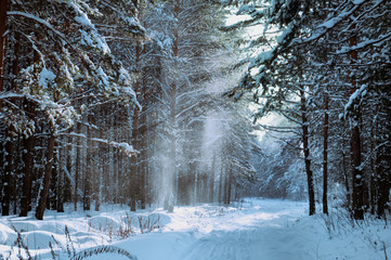 Winter pine forest. Snow dust falls from the height of trees from the wind.