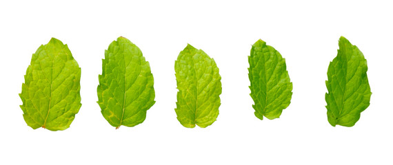 Mint leaves isolated on white
