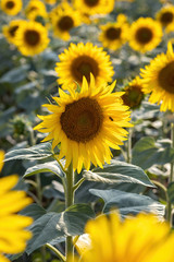 Nice sunflower field in summer