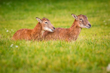 Fototapeta premium moufflon in grass
