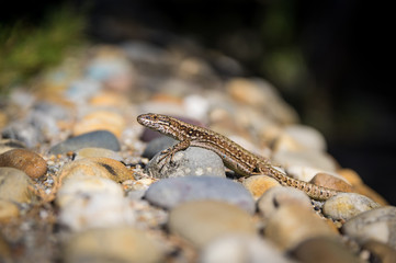 Detail of single isolated common wall lizard (Podarcis muralis)