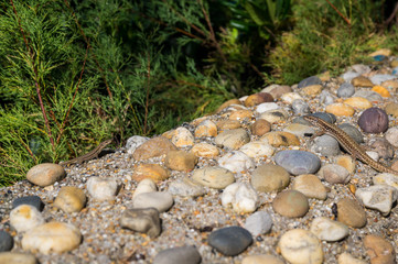 Detail of single isolated common wall lizard (Podarcis muralis)