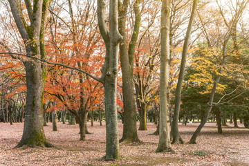 Beautiful autumn colors of Japanese maple tree iroha momiji leaves background in Yoyogi public park in Japan
